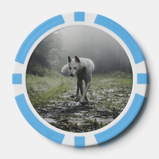 白シベリアンハスキー ポーカーチップ (正面)