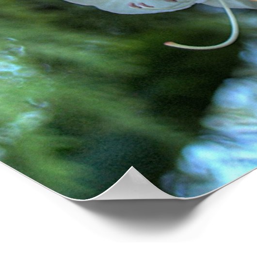 白シャクナゲ ポスター (角)