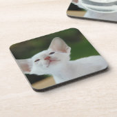 白シャムの子猫 コースター (左側)