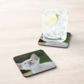 白シャムの子猫 コースター (右側)