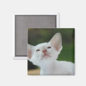 白シャム子猫 マグネット (正面/裏面)