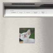 白シャム子猫 マグネット (インサイチュ (食洗機))