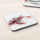 白ストライプのな毒投げ矢のカエル2 コースター (左側)