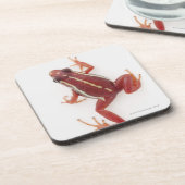 白ストライプのな毒投げ矢のカエル コースター (左側)