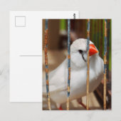 白ゼブラフィンチの鳥かご ポストカード (正面/裏面)