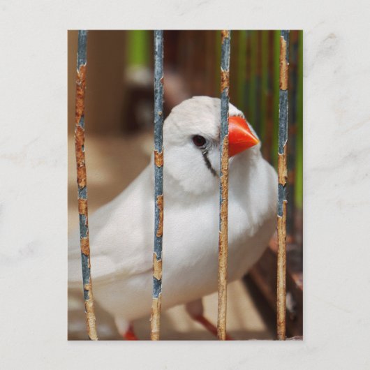 白ゼブラフィンチの鳥かご ポストカード (正面)