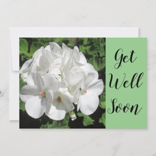 白ゼラニウム写真を手に入れる (正面)