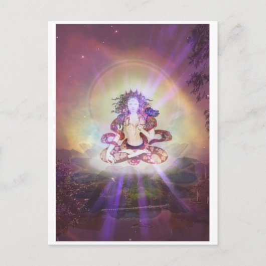 「白タラ」はがき ポストカード (正面)