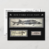 白チョウザメ玉沢コラージュカード ポストカード (正面/裏面)