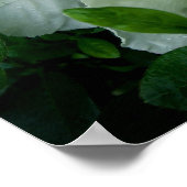 白ツツツジ ポスター (角)