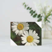 白デイジーの夏の花 ポストカード (スタンド正面)