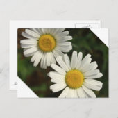 白デイジーの夏の花 ポストカード (正面/裏面)