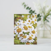 白デイジーの花 – 絵を描のアートはがき ポストカード (スタンド正面)