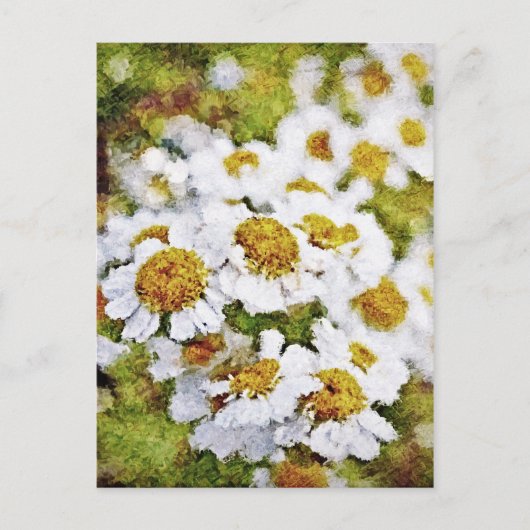白デイジーの花 – 絵を描のアートはがき ポストカード (正面)