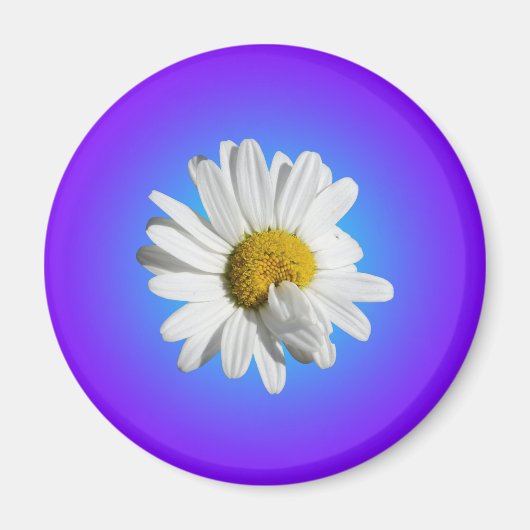 白デイジー花フローラ紫ブルーグラデーション マグネット (正面)