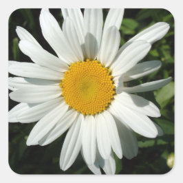 白デイジー花 スクエアシール