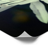 白デイジー花 ポスター (角)