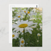 白デイジー花 ポストカード (正面/裏面)