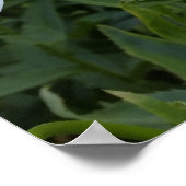 白デイジー ポスター (角)