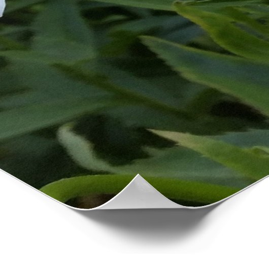 白デイジー ポスター (角)