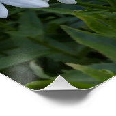 白デイジー ポスター (コーナー)