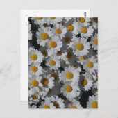 白デイジー ポストカード (正面/裏面)