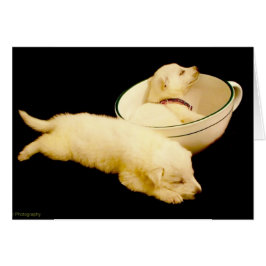 白ドイツの羊飼い二匹の子犬