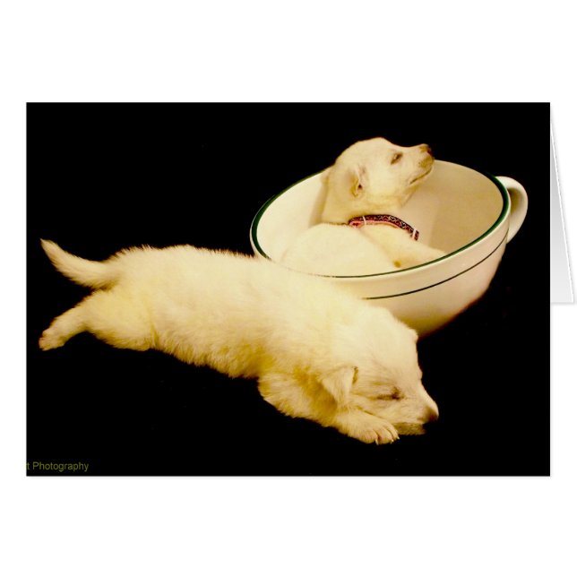 白ドイツの羊飼い二匹の子犬 (正面横)