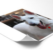 白ドイツの羊飼い.png ポスター (角)