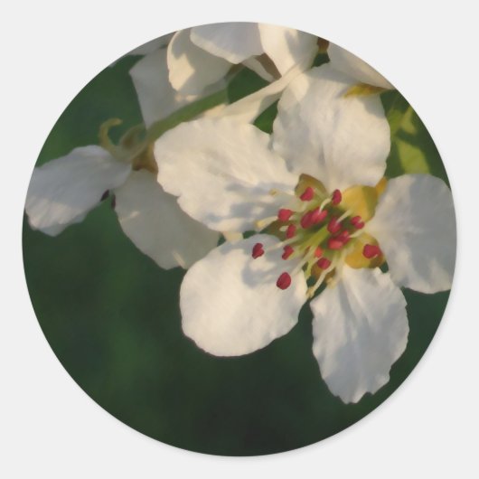 白ナシの花の封筒用シール ラウンドシール (正面)