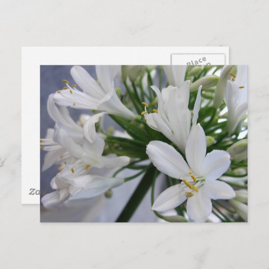 白ネギの花1 ポストカード (正面/裏面)