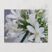 白ネギの花1 ポストカード (正面)