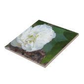 白ハイビスカスのムタビリアの花 タイル (側面)