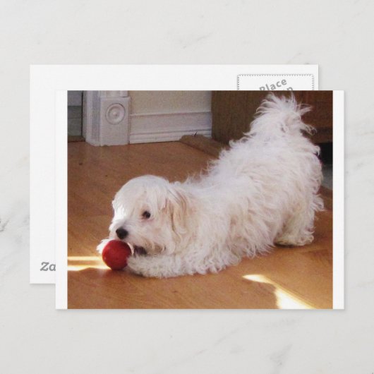 白ハバナ遊の子犬と赤いボール ポストカード (正面/裏面)