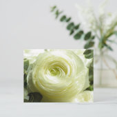 白バターカップ花はがき ポストカード (スタンド正面)