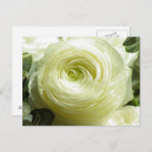 白バターカップ花はがき ポストカード (正面/裏面)