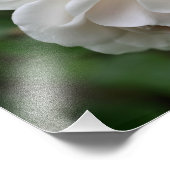 白バラと雨滴フローラ8x10 フォトプリント            (角)