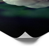 白バラと雨粒フローラ ポスター (角)