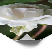 白バラと雨粒抽象芸術 ポスター (角)