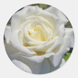 白バラのシール ラウンドシール