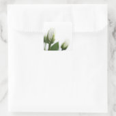 白バラのステッカー スクエアシール (バッグ)