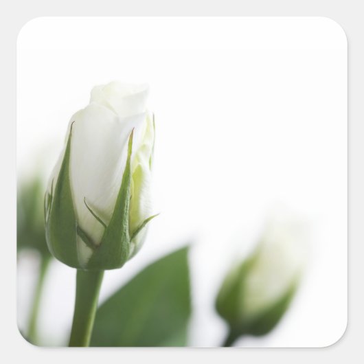 白バラのステッカー スクエアシール (正面)