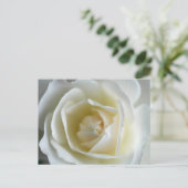 白バラの写真 ポストカード (スタンド正面)