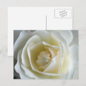 白バラの写真 ポストカード (正面/裏面)