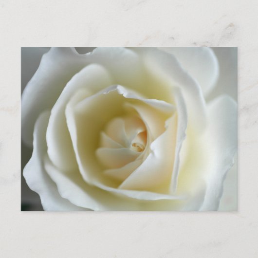 白バラの写真 ポストカード (正面)