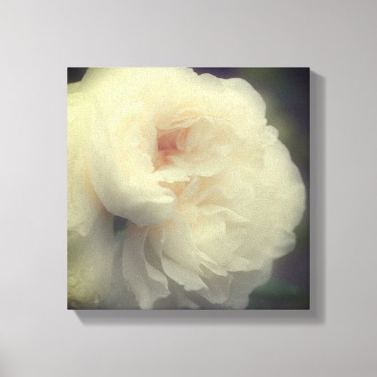 白バラの花の開花 キャンバスプリント (正面)