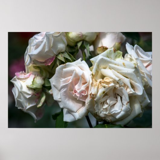 白バラの花咲く瞬間フォトグラフィー ポスター (正面)