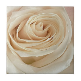 白バラ写真タイル タイル