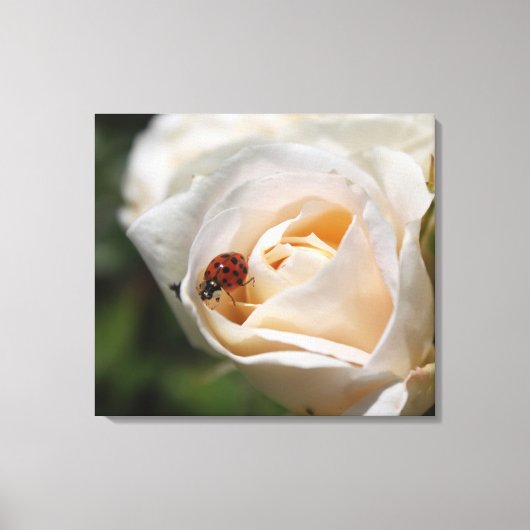 白バラ花とレディーバグ。フローラ自然 キャンバスプリント (正面)