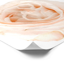 白バラ花 ポスター